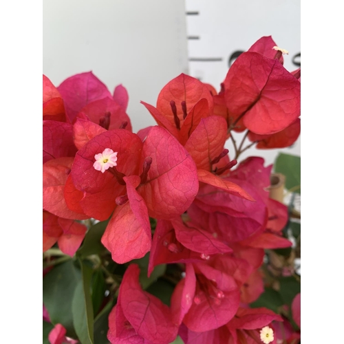 132 - TWO BOUGAINVILLEA DANIA DEEP RED ON A TRELLIS, 2 LTR POTS HEIGHT 70CM. PATIO READY TO BE SOLD FOR TH... 