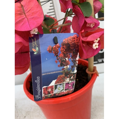 132 - TWO BOUGAINVILLEA DANIA DEEP RED ON A TRELLIS, 2 LTR POTS HEIGHT 70CM. PATIO READY TO BE SOLD FOR TH... 