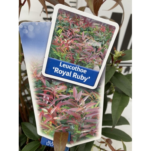 133 - TWO LEUCOTHOE 'ROYAL RUBY' AND 'BURNING LOVE' IN 2 LTR POTS 40CM TALL PLUS VAT TO BE SOLD FOR THE TW... 