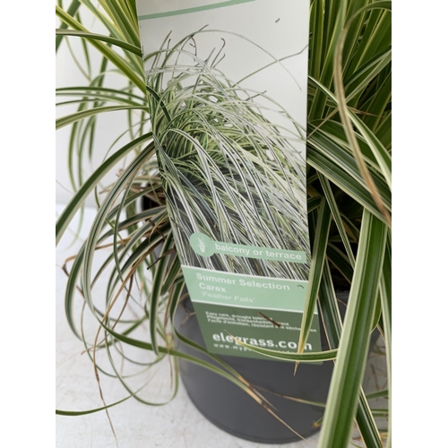 138 - TWO HARDY ORNAMENTAL GRASSES CAREX 'FEATHER FALLS' AND 'IRISH GREEN' IN 3 LTR POTS APPROX 55CM IN HE... 