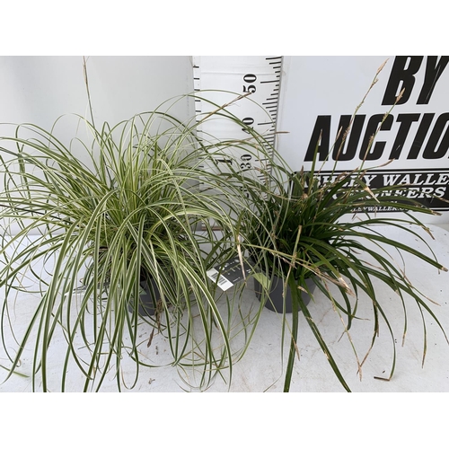 138 - TWO HARDY ORNAMENTAL GRASSES CAREX 'FEATHER FALLS' AND 'IRISH GREEN' IN 3 LTR POTS APPROX 55CM IN HE... 