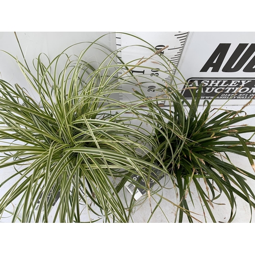 138 - TWO HARDY ORNAMENTAL GRASSES CAREX 'FEATHER FALLS' AND 'IRISH GREEN' IN 3 LTR POTS APPROX 55CM IN HE... 