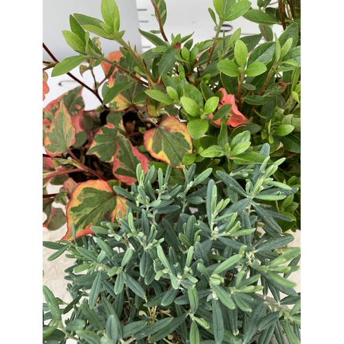 139 - THREE MIXED SHRUBS HOUTTENYIA CHAMELEON IN 1.5 LTR POT, AZALEA FROSTED ORANGE AND ANDROMEDA BLUE ICE... 