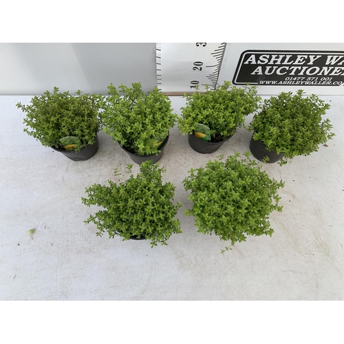 142 - SIX THYME 'ARCHERS GOLD' IN 1 LTR POTS APPROX 20CM IN HEIGHT NO VAT TO BE SOLD FOR THE SIX