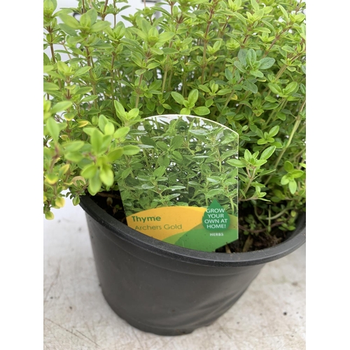 142 - SIX THYME 'ARCHERS GOLD' IN 1 LTR POTS APPROX 20CM IN HEIGHT NO VAT TO BE SOLD FOR THE SIX