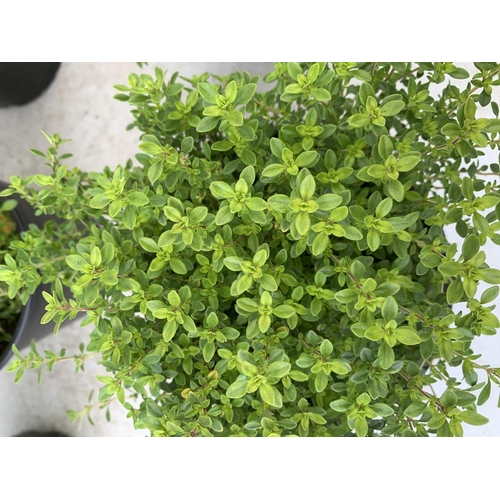 142 - SIX THYME 'ARCHERS GOLD' IN 1 LTR POTS APPROX 20CM IN HEIGHT NO VAT TO BE SOLD FOR THE SIX