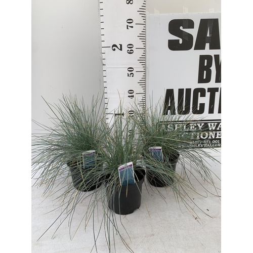 143 - THREE ORNAMENTAL GRASSES FESTUCA GLAUCA 'ELIJAH BLUE' APPROX 40CM IN HEIGHT IN 2 LTR POTS PLUS VAT T... 