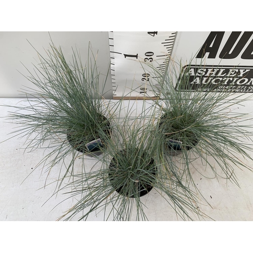 143 - THREE ORNAMENTAL GRASSES FESTUCA GLAUCA 'ELIJAH BLUE' APPROX 40CM IN HEIGHT IN 2 LTR POTS PLUS VAT T... 