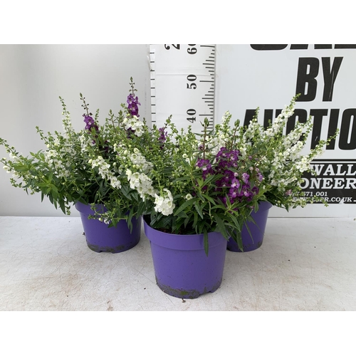 146 - THREE ANGELONIA TRIO WITH THREE COLOURS IN EACH 3 LTR POT APPROX 50CM IN HEIGHT PLUS VAT TO BE SOLD ... 