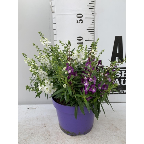 146 - THREE ANGELONIA TRIO WITH THREE COLOURS IN EACH 3 LTR POT APPROX 50CM IN HEIGHT PLUS VAT TO BE SOLD ... 