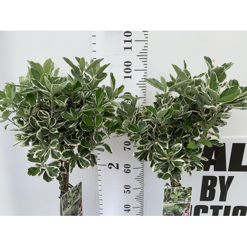 156 - TWO STANDARD EUONYMUS JAPONICUS 'KATHY' TREES IN 3 LTR POTS APPROX 110CM IN HEIGHT PLUS VAT TO BE SO... 