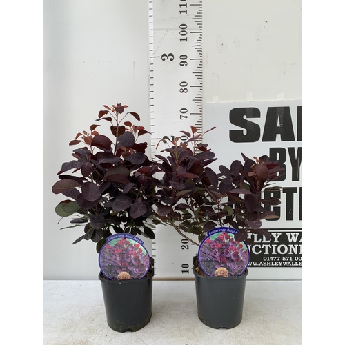 157 - TWO COTINUS COGGYGRIA ROYAL PURPLE SMOKE BUSH IN 3 LTR POTS APPROX 60-70CM IN HEIGHT PLUS VAT TO BE ... 