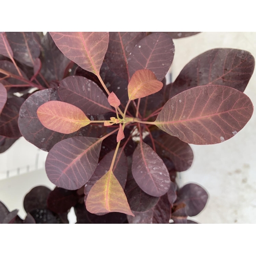 157 - TWO COTINUS COGGYGRIA ROYAL PURPLE SMOKE BUSH IN 3 LTR POTS APPROX 60-70CM IN HEIGHT PLUS VAT TO BE ... 