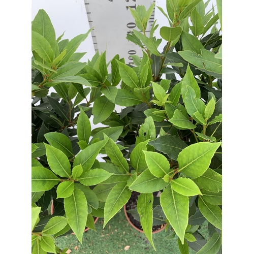 160 - A PAIR OF STANDARD BAY TREES LAURUS NOBILIS IN 10 LTR POTS APPROX 150CM IN HEIGHT TO BE SOLD FOR THE... 