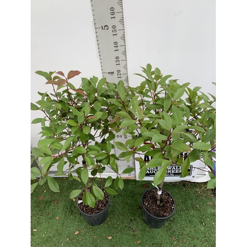 161 - A PAIR OF STANDARD PHOTINIA FRASERI RED ROBIN TREES 150CM TALL IN A 10 LTR POT TO BE SOLD FOR THE PA... 