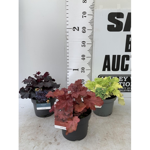 168 - THREE MIXED HEUCHERAS FIRE ALARM, LIME MARMALADE AND ODSIDIAN IN 2 LTR POTS 30-40CM IN HEIGHT PLUS V... 