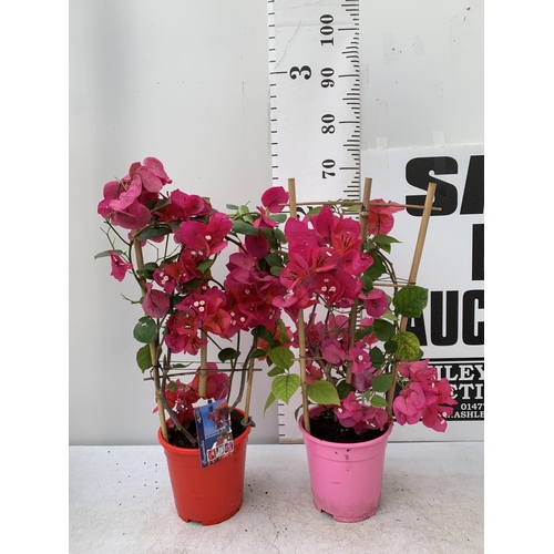 169 - TWO BOUGAINVILLEA DANIA DEEP PINK ON A TRELLIS, 2 LTR POTS HEIGHT 70CM. PATIO READY TO BE SOLD FOR T... 