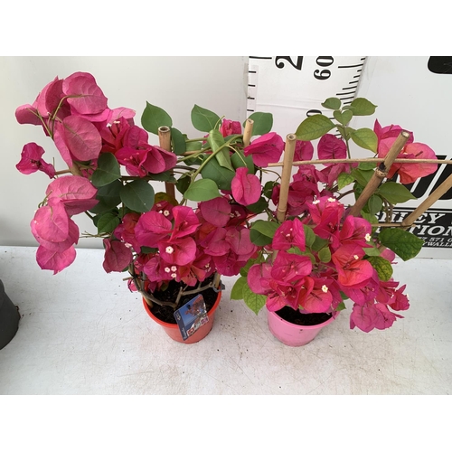 169 - TWO BOUGAINVILLEA DANIA DEEP PINK ON A TRELLIS, 2 LTR POTS HEIGHT 70CM. PATIO READY TO BE SOLD FOR T... 