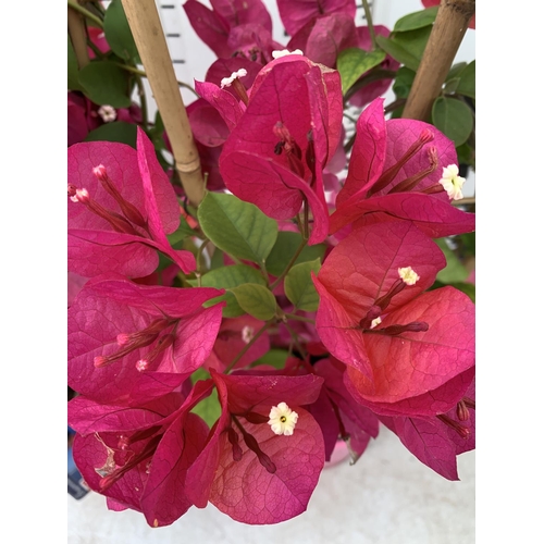 169 - TWO BOUGAINVILLEA DANIA DEEP PINK ON A TRELLIS, 2 LTR POTS HEIGHT 70CM. PATIO READY TO BE SOLD FOR T... 