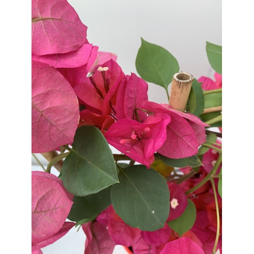 169 - TWO BOUGAINVILLEA DANIA DEEP PINK ON A TRELLIS, 2 LTR POTS HEIGHT 70CM. PATIO READY TO BE SOLD FOR T... 