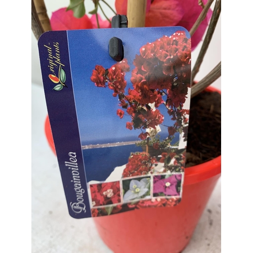 169 - TWO BOUGAINVILLEA DANIA DEEP PINK ON A TRELLIS, 2 LTR POTS HEIGHT 70CM. PATIO READY TO BE SOLD FOR T... 