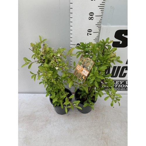 172 - TWO PYRACANTHA 'SUNNY STAR' IN 2 LTR POTS IN 80CM IN HEIGHT PLUS VAT TO BE SOLD FOR THE TWO