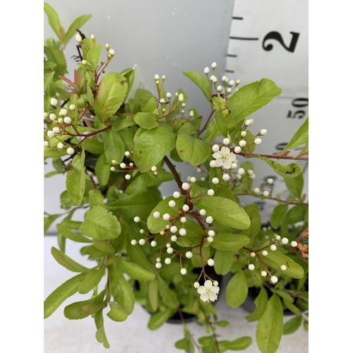 172 - TWO PYRACANTHA 'SUNNY STAR' IN 2 LTR POTS IN 80CM IN HEIGHT PLUS VAT TO BE SOLD FOR THE TWO