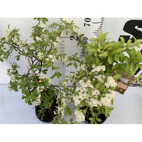 172 - TWO PYRACANTHA 'SUNNY STAR' IN 2 LTR POTS IN 80CM IN HEIGHT PLUS VAT TO BE SOLD FOR THE TWO