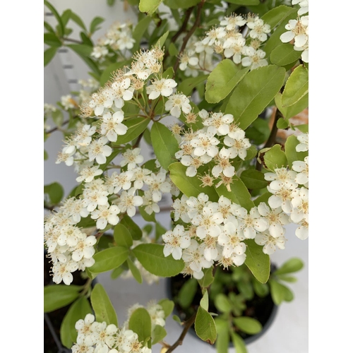 172 - TWO PYRACANTHA 'SUNNY STAR' IN 2 LTR POTS IN 80CM IN HEIGHT PLUS VAT TO BE SOLD FOR THE TWO