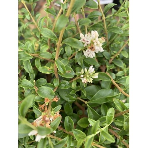 175 - TWO LIGUSTRUM DELAVAYANUM STANDARD TREES APPROX 100CM - 110CM IN HEIGHT IN 3LTR POTS PLUS VAT TO BE ... 