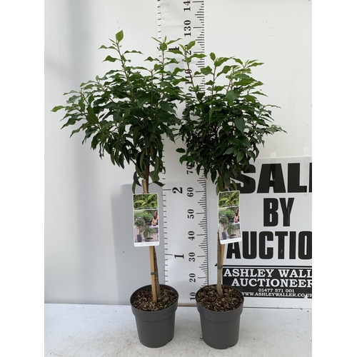 176 - TWO PRUNUS LUSITANICA 'AUGUSTFOLIA' STANDARD TREES APPROX 120CM IN HEIGHT IN 3 LTR POTS PLUS VAT TO ... 