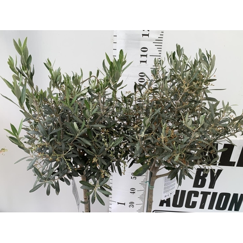 178 - TWO OLIVE EUROPEA STANDARD TREES APPROX  120-130CM IN HEIGHT IN 4 LTR POTS NO VAT TO BE SOLD FOR THE... 