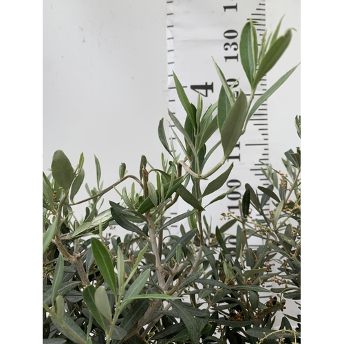 178 - TWO OLIVE EUROPEA STANDARD TREES APPROX  120-130CM IN HEIGHT IN 4 LTR POTS NO VAT TO BE SOLD FOR THE... 