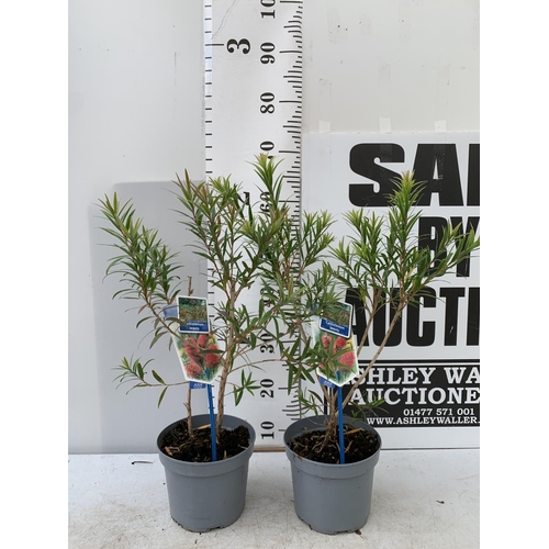 184 - TWO CALLISTEMON LAEVIS IN 2 LTR POTS 70CM IN HEIGHT PLUS VAT TO BE SOLD FOR THE TWO