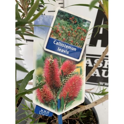 184 - TWO CALLISTEMON LAEVIS IN 2 LTR POTS 70CM IN HEIGHT PLUS VAT TO BE SOLD FOR THE TWO