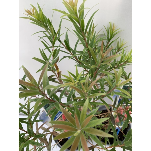 184 - TWO CALLISTEMON LAEVIS IN 2 LTR POTS 70CM IN HEIGHT PLUS VAT TO BE SOLD FOR THE TWO