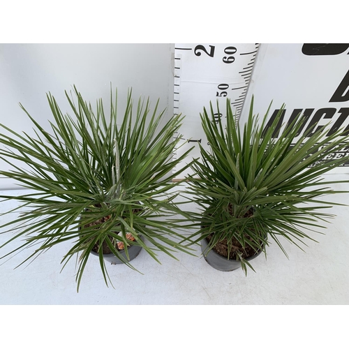 185 - TWO CHAMAEROPS HUMILIS HARDY IN 3 LTR POTS APPROX 70CM IN HEIGHT PLUS VAT TO BE SOLD FOR THE TWO