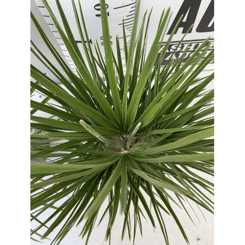 185 - TWO CHAMAEROPS HUMILIS HARDY IN 3 LTR POTS APPROX 70CM IN HEIGHT PLUS VAT TO BE SOLD FOR THE TWO