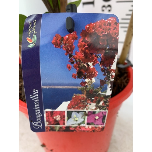 194 - TWO BOUGAINVILLEA DANIA DEEP PINK ON A TRELLIS, 2 LTR POTS HEIGHT 70CM. PATIO READY TO BE SOLD FOR T... 