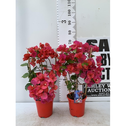 194 - TWO BOUGAINVILLEA DANIA DEEP PINK ON A TRELLIS, 2 LTR POTS HEIGHT 70CM. PATIO READY TO BE SOLD FOR T... 