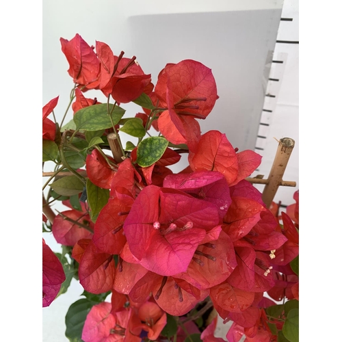 194 - TWO BOUGAINVILLEA DANIA DEEP PINK ON A TRELLIS, 2 LTR POTS HEIGHT 70CM. PATIO READY TO BE SOLD FOR T... 