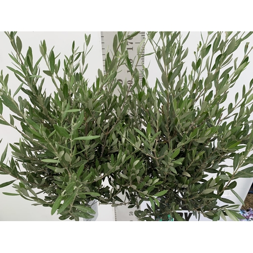 199 - TWO LARGE ITALIAN OLIVE STANDARD TREES OVER 2 METRES IN HEIGHT IN 9 LTR POTS NO VAT TO BE SOLD FOR T... 