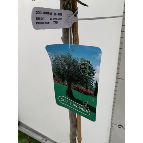 199 - TWO LARGE ITALIAN OLIVE STANDARD TREES OVER 2 METRES IN HEIGHT IN 9 LTR POTS NO VAT TO BE SOLD FOR T... 