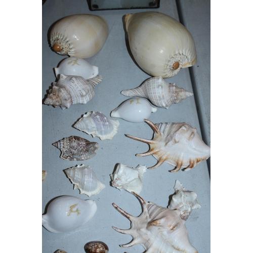 127 - A LARGE QUANTITY OF VINTAGE SHELLS TO INCLUDE TWO LARGE INDIAN OCEAN CONCH SHELLS, LAMBIS SHELLS ETC... 