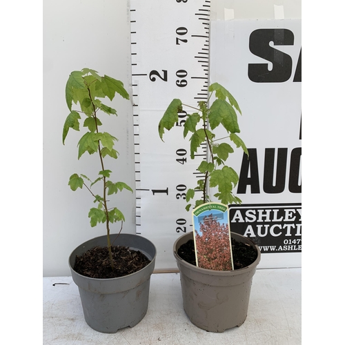 102 - TWO SWEET GUM LIQUID AMBAR STYRACIFLUA TREES APPROX 60CM IN HEIGHT IN 3LTR POTS PLUS VAT TO BE SOLD ... 