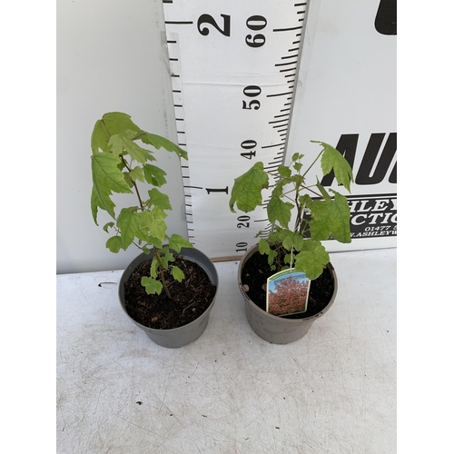 102 - TWO SWEET GUM LIQUID AMBAR STYRACIFLUA TREES APPROX 60CM IN HEIGHT IN 3LTR POTS PLUS VAT TO BE SOLD ... 