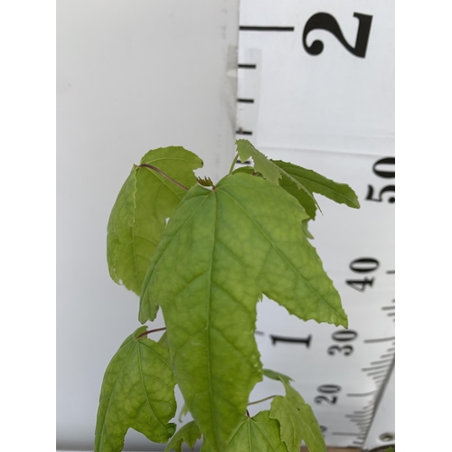 102 - TWO SWEET GUM LIQUID AMBAR STYRACIFLUA TREES APPROX 60CM IN HEIGHT IN 3LTR POTS PLUS VAT TO BE SOLD ... 