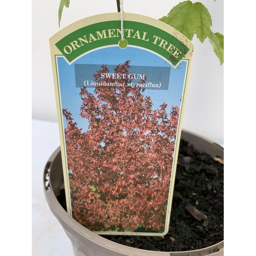 102 - TWO SWEET GUM LIQUID AMBAR STYRACIFLUA TREES APPROX 60CM IN HEIGHT IN 3LTR POTS PLUS VAT TO BE SOLD ... 