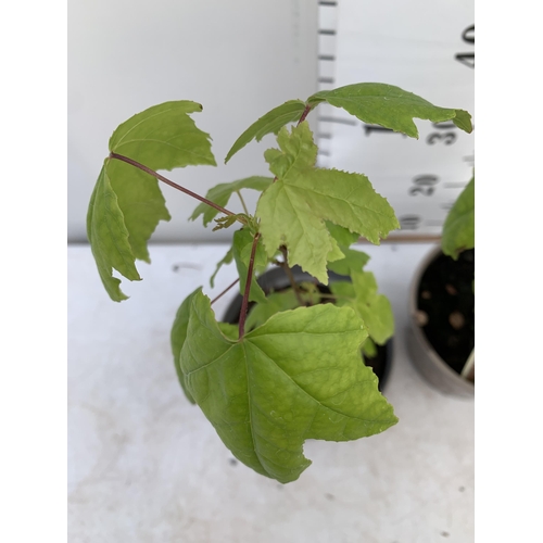 102 - TWO SWEET GUM LIQUID AMBAR STYRACIFLUA TREES APPROX 60CM IN HEIGHT IN 3LTR POTS PLUS VAT TO BE SOLD ... 