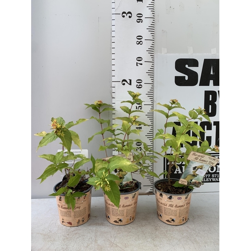 111 - THREE DIERVILLA RIVULARIS HONEYBEE PLANTS IN 1.5 LTR POTS - THIS HARDY PLANT FLOWERS FROM JUNE TO OC... 